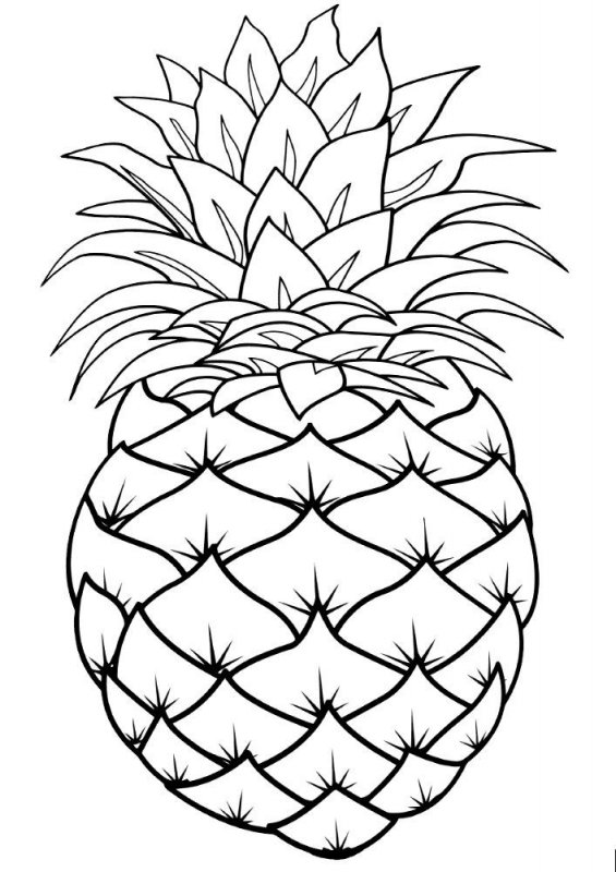 Disegno della galleria Frutta