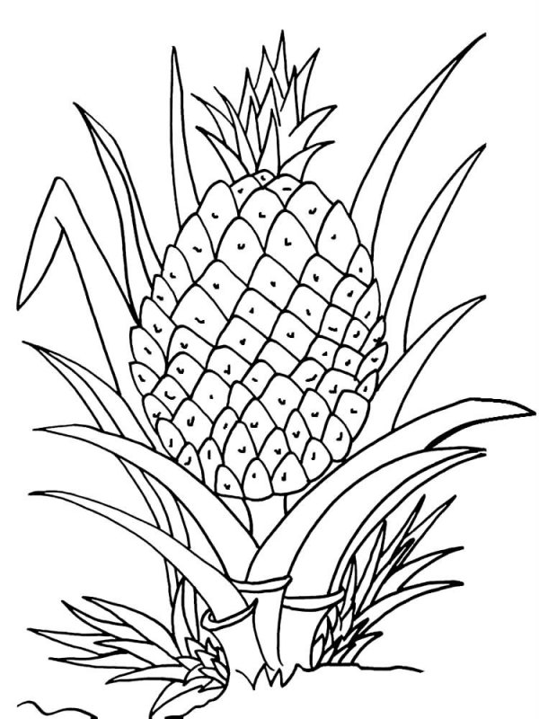 Ananas · 6, disegno da colorare