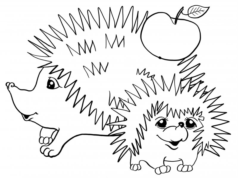 Riccio · 4, disegno da colorare