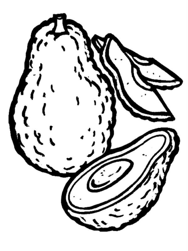 Avocado · 1, disegno da stampare e colorare