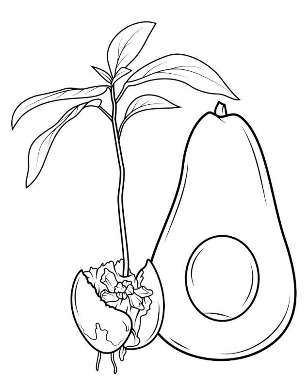 Avocado · 3, disegno da stampare e colorare