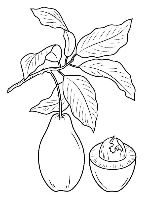 Avocado · 7, disegno da colorare