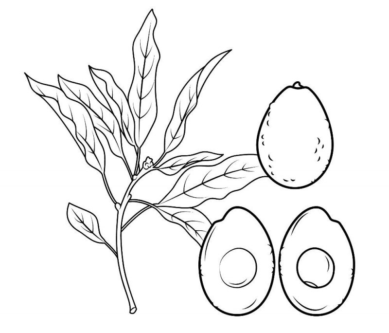 Avocado · 10, disegno da colorare