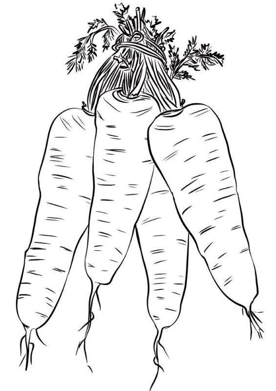 Carota · 1, disegno da stampare e colorare