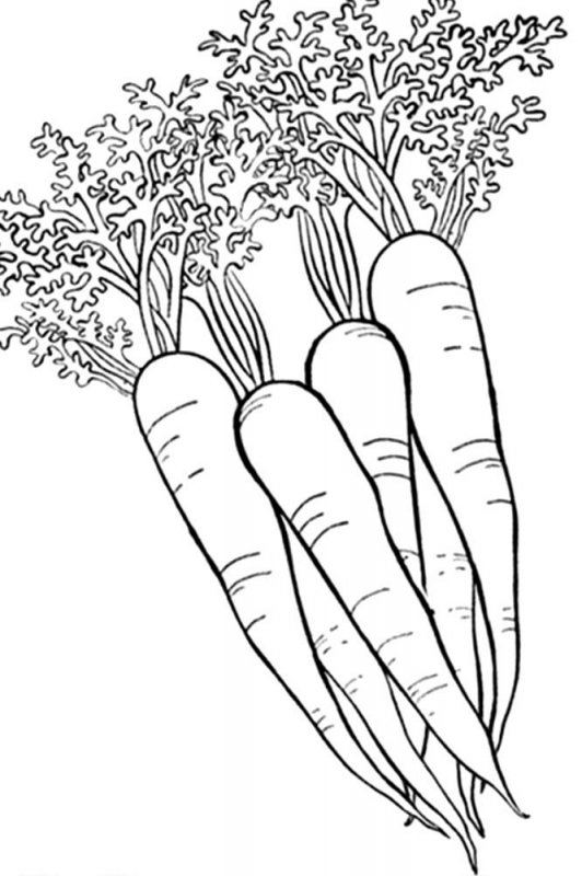 Carota · 13, disegno da colorare