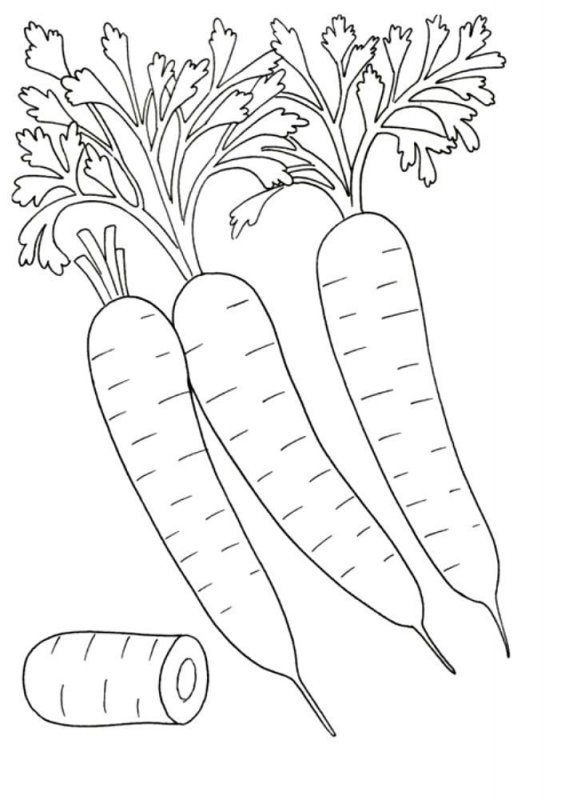Carota · 14, disegno da colorare