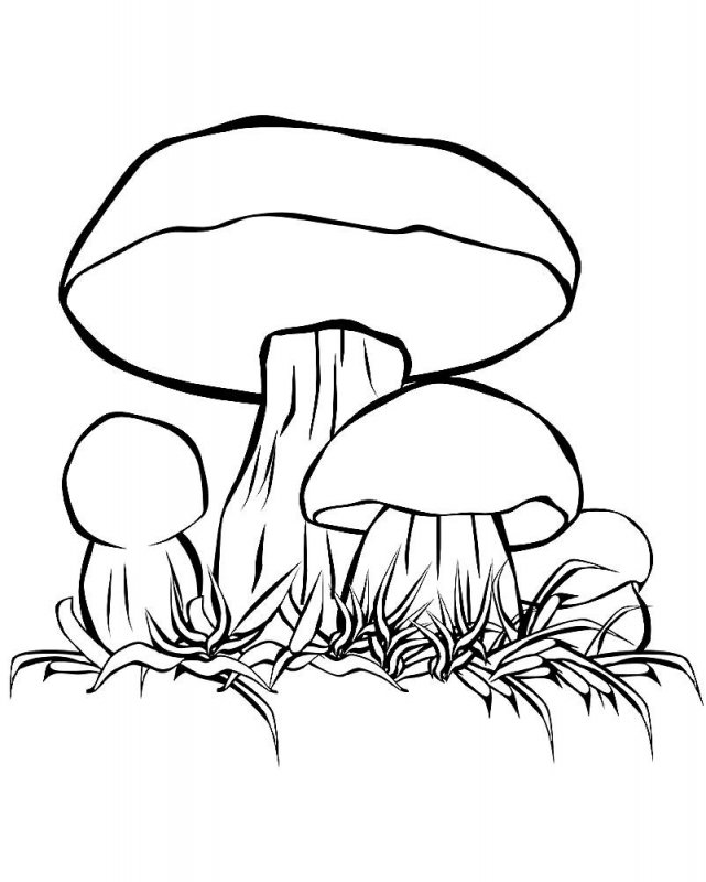 Funghi · 16, disegno da colorare