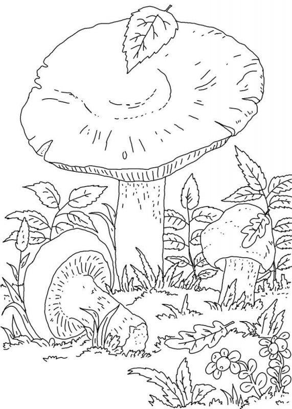 Funghi · 14, disegno da colorare