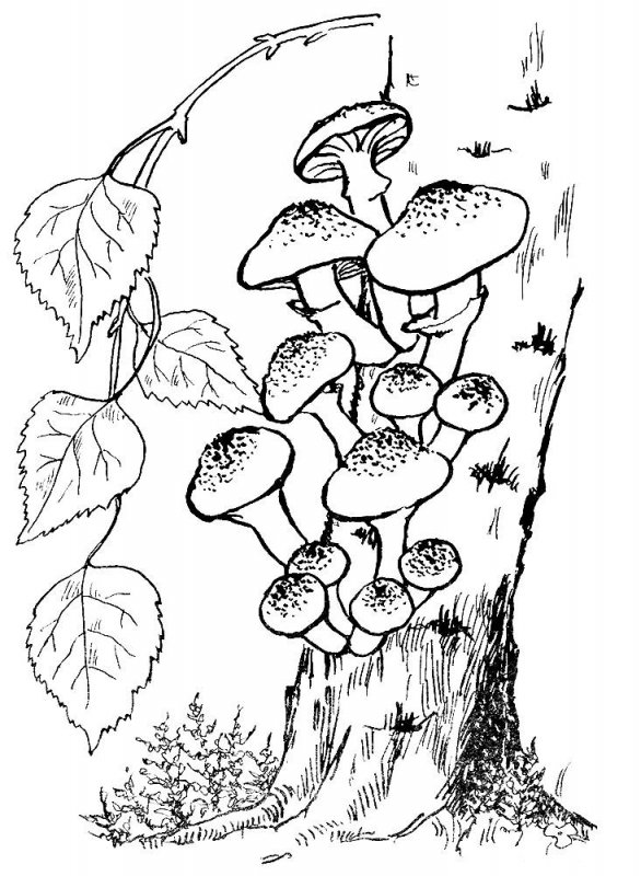 Funghi · 8, disegno da colorare