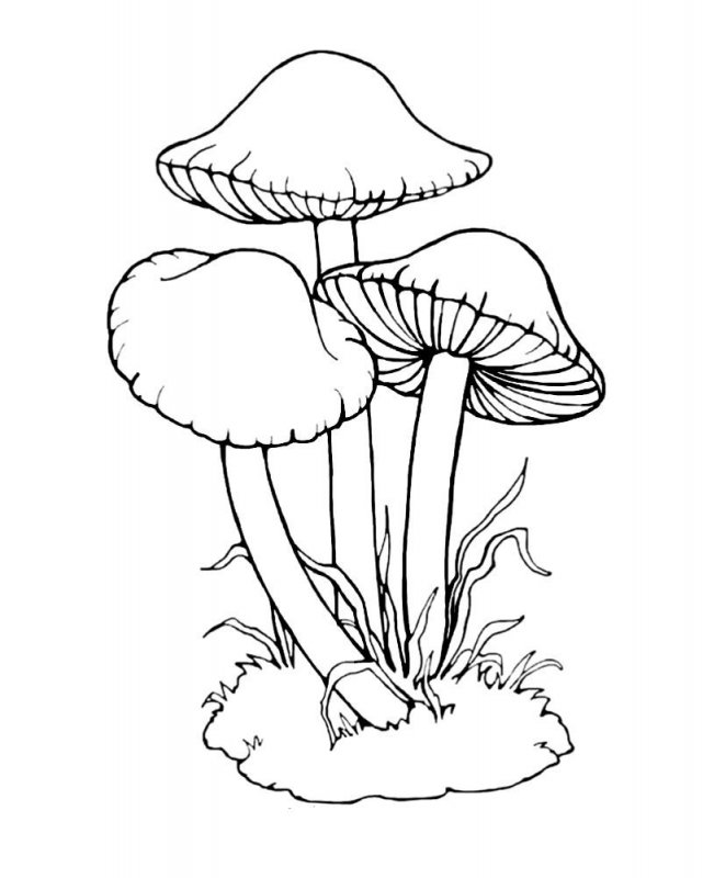 Funghi · 7, disegno da colorare