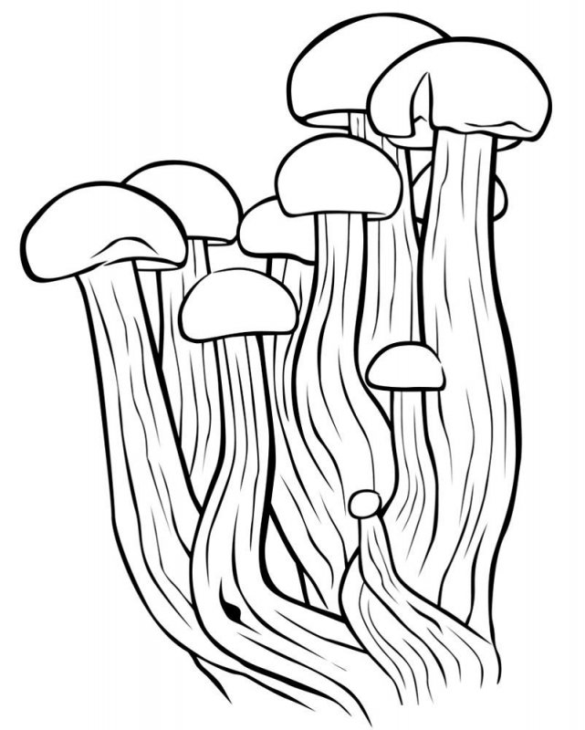 Funghi · 6, disegno da colorare
