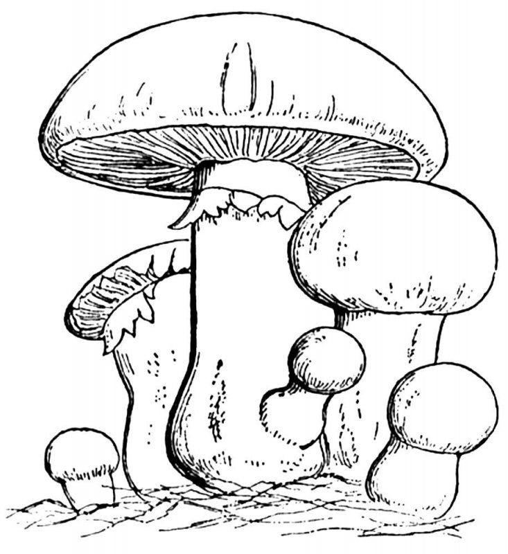 Funghi · 3, disegno da stampare e colorare