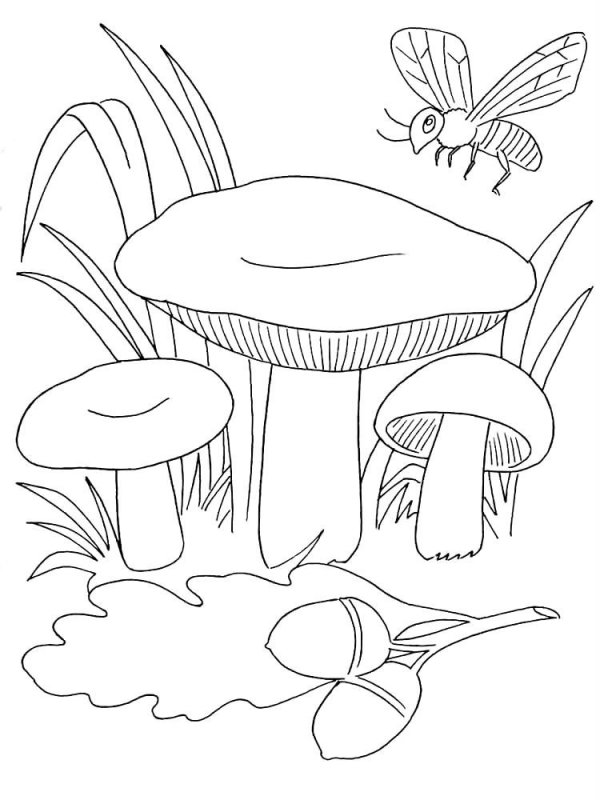 Funghi · 20, disegno da colorare