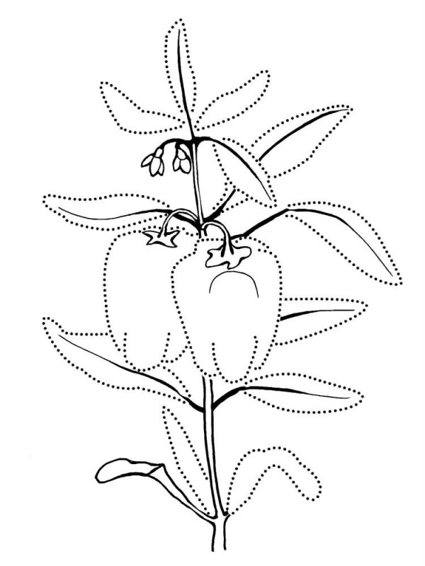 Pepperoni · 14, disegno da colorare