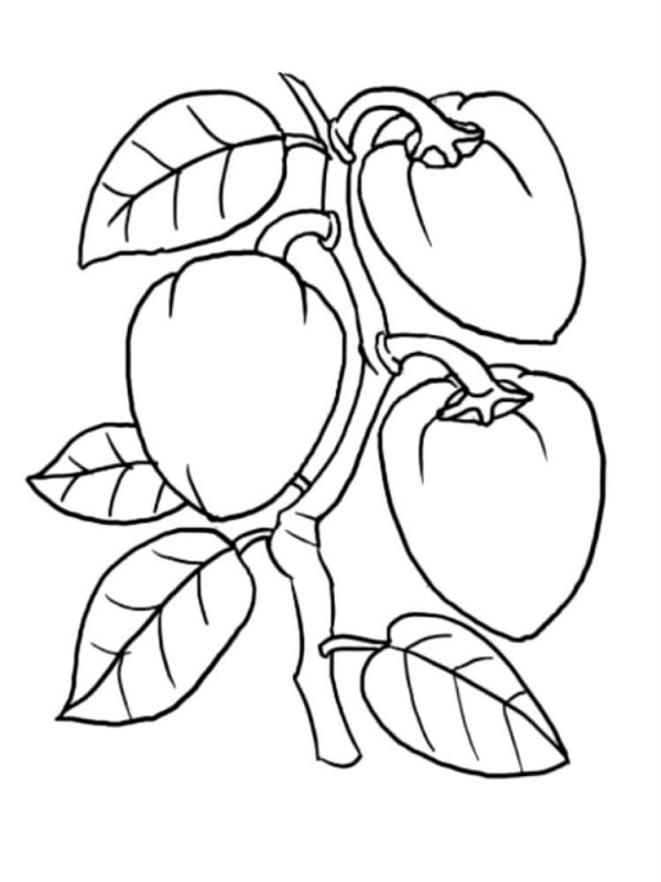Pepperoni · 13, disegno da colorare