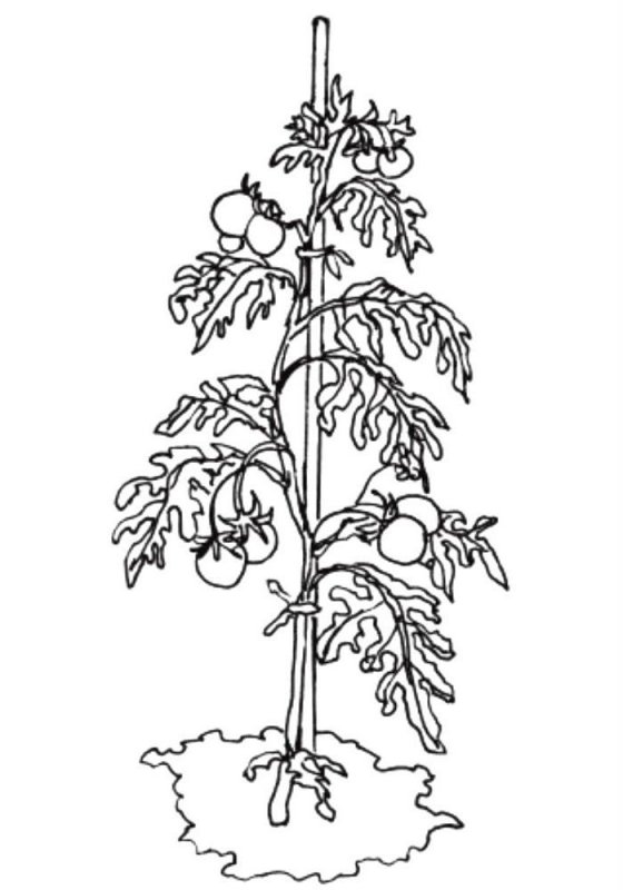 Pomodori · 2, disegno da colorare
