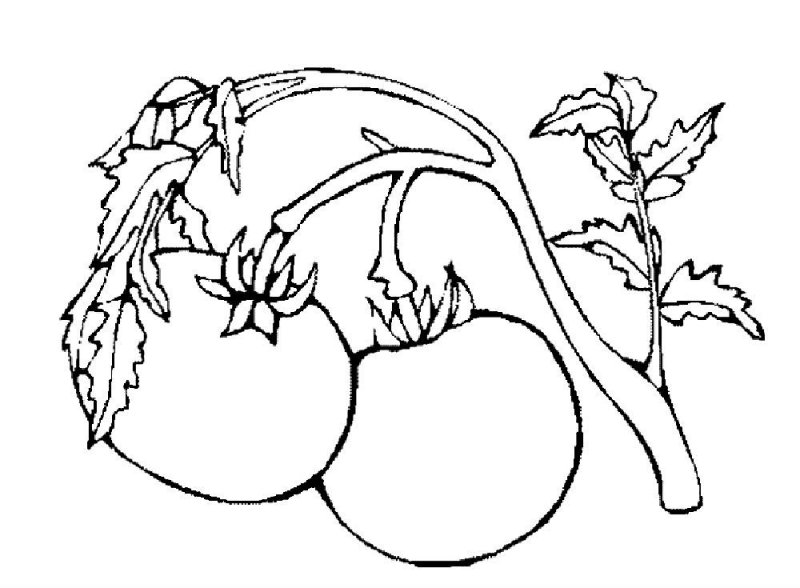 Pomodori · 20, disegno da colorare