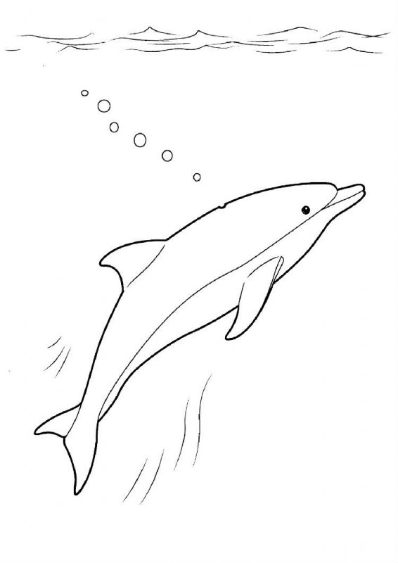 Delfino · 25, disegno da colorare