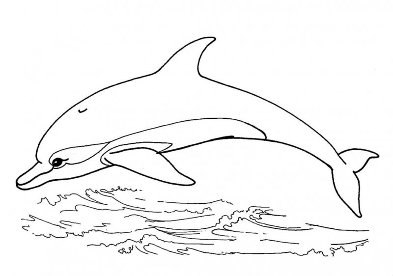 Delfino · 29, disegno da colorare