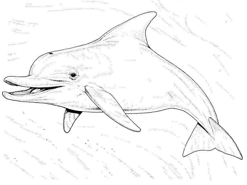 Delfino · 32, disegno da colorare