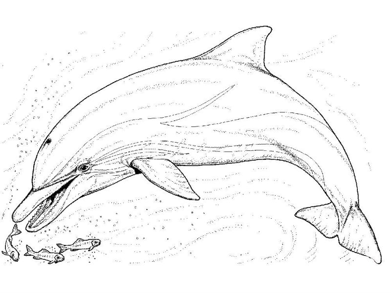 Delfino · 33, disegno da colorare