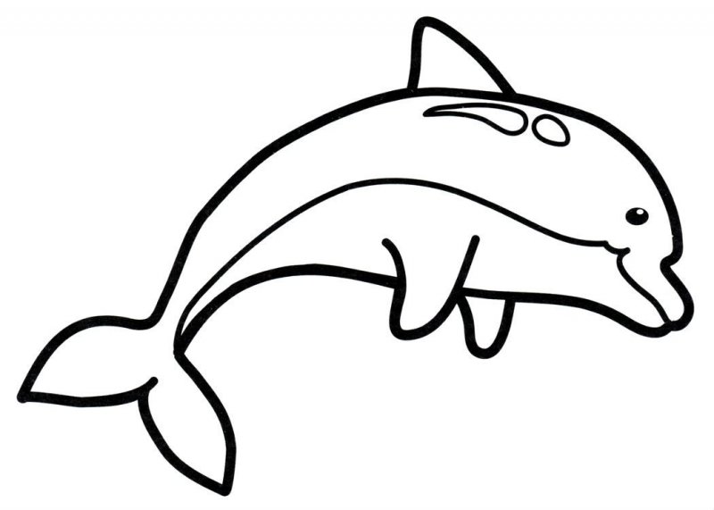 Delfino · 34, disegno da colorare