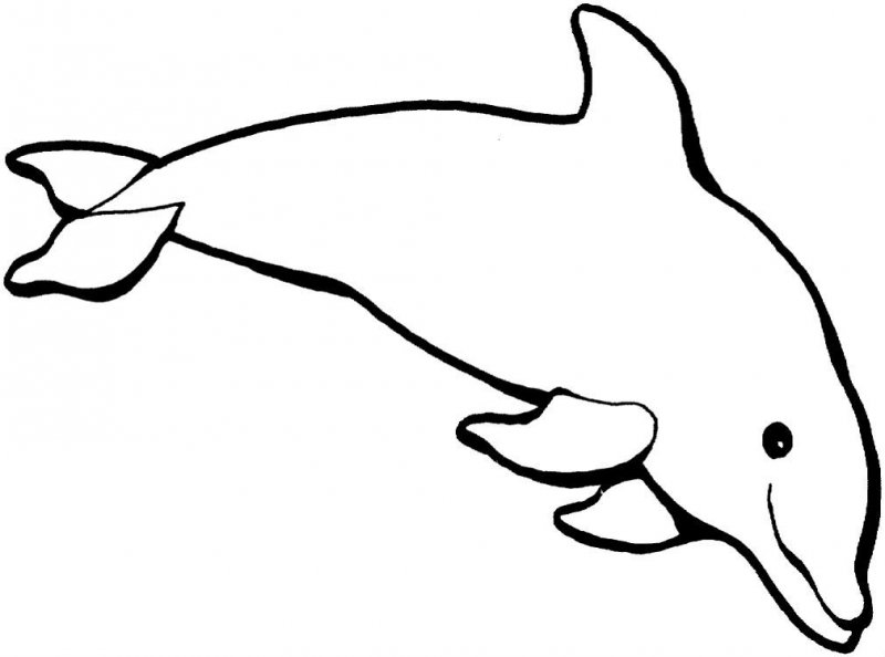 Delfino · 36, disegno da colorare