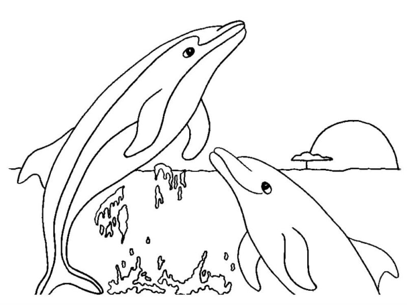 Delfino · 37, disegno da colorare