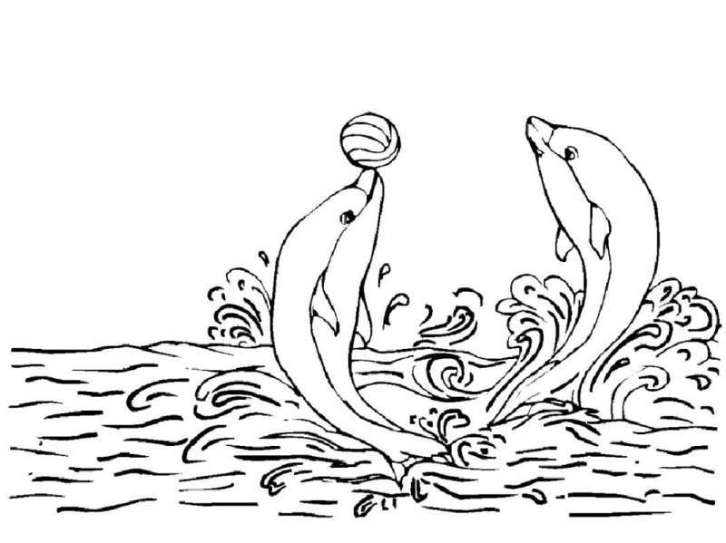 Delfino · 19, disegno da colorare