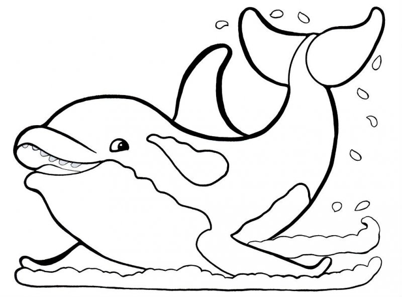Delfino · 14, disegno da colorare