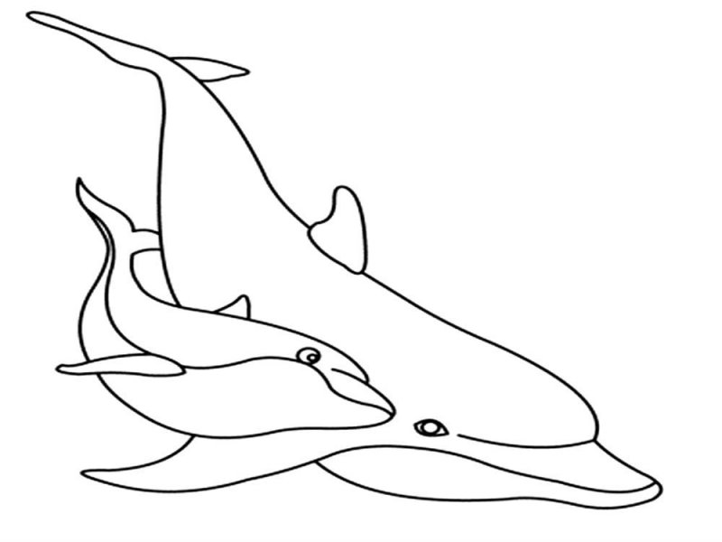 Delfino · 16, disegno da colorare