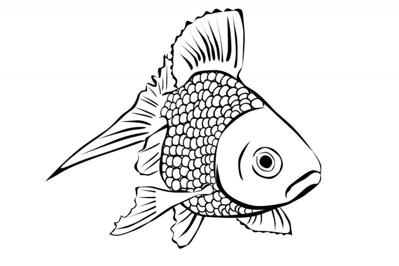 Pesci · 22, disegno da stampare e colorare