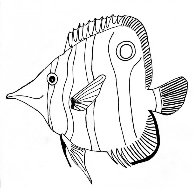 Pesci · 5, disegno da colorare