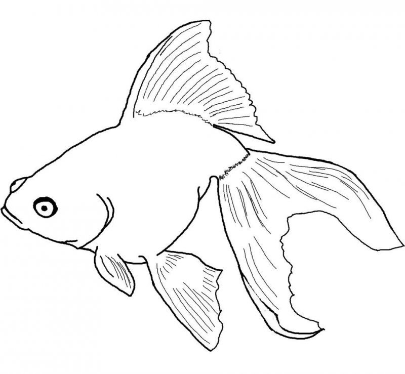 Pesci · 7, disegno da stampare e colorare
