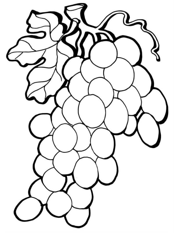 Uva · 16, disegno da colorare