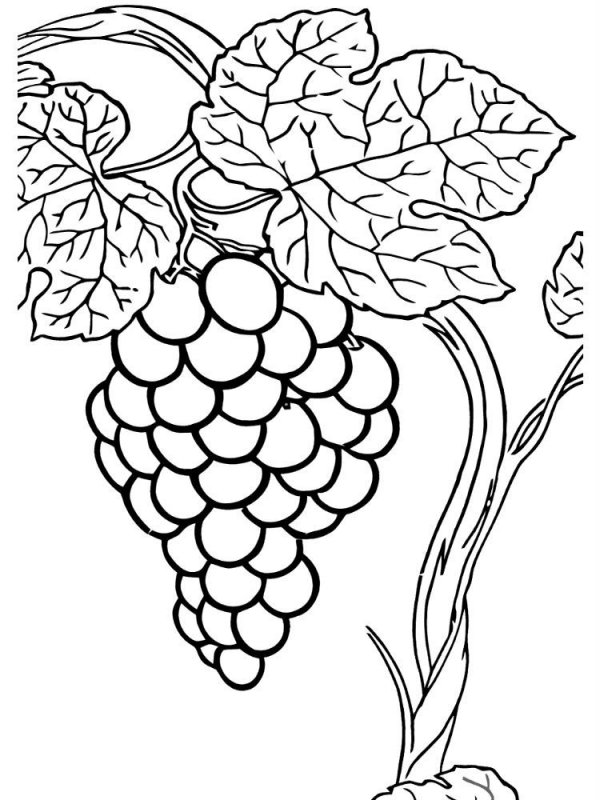 Uva · 15, disegno da colorare