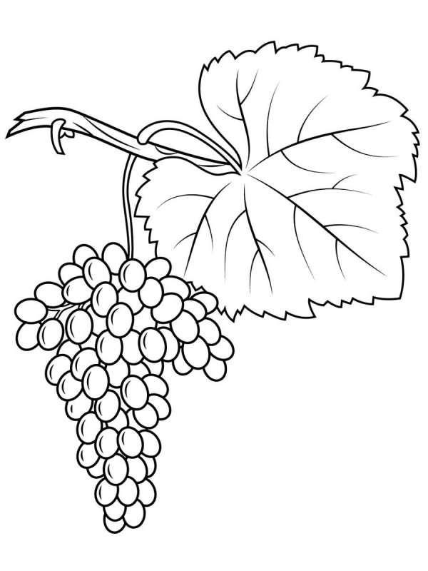Uva · 14, disegno da colorare