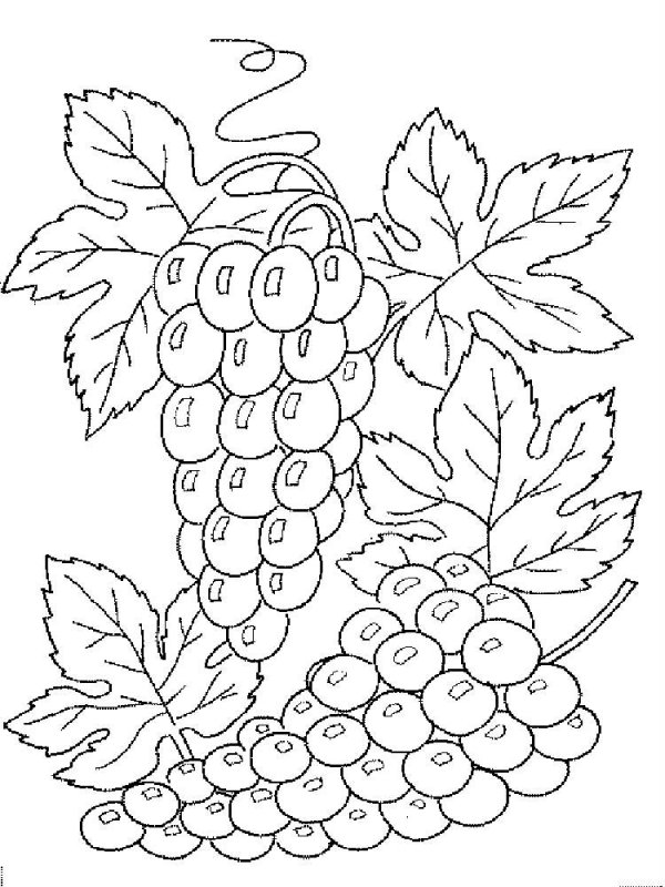 Uva · 3, disegno da stampare e colorare