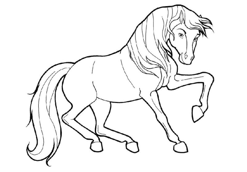 Cavallo · 15, disegno da colorare