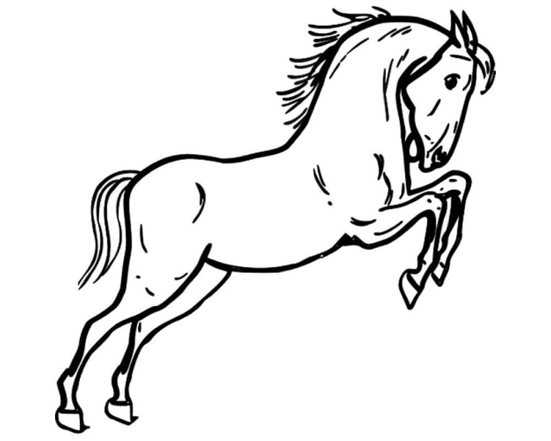 Cavallo · 16, disegno da colorare