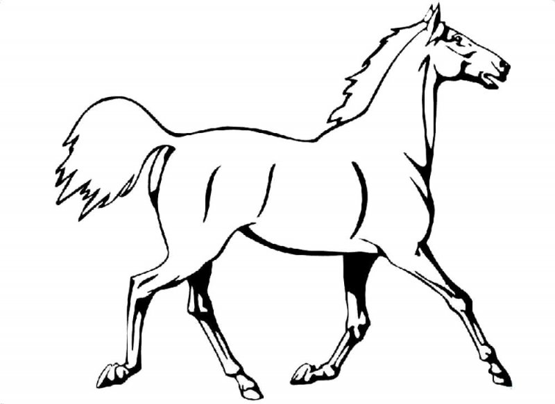 Cavallo · 28, disegno da colorare
