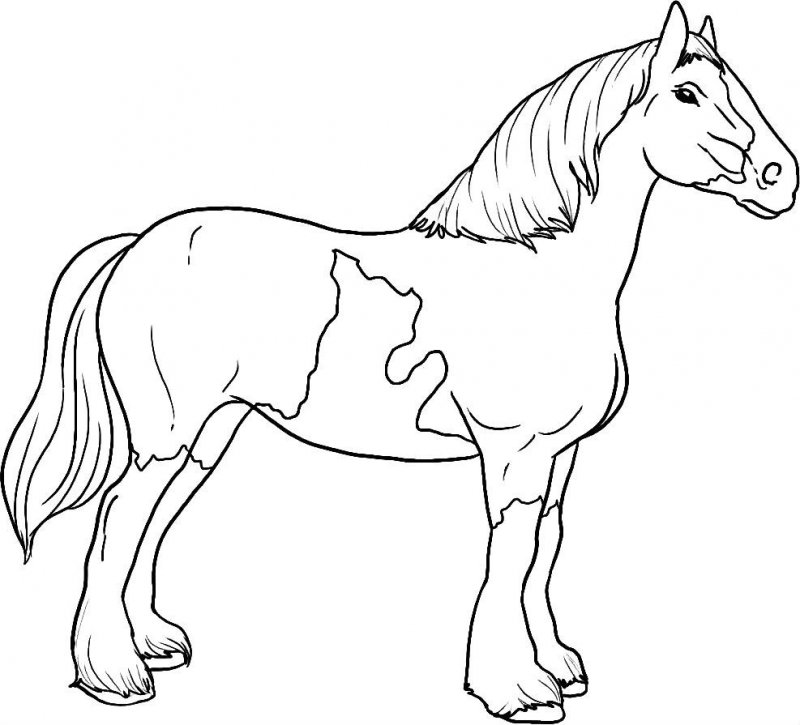 Cavallo · 26, disegno da colorare