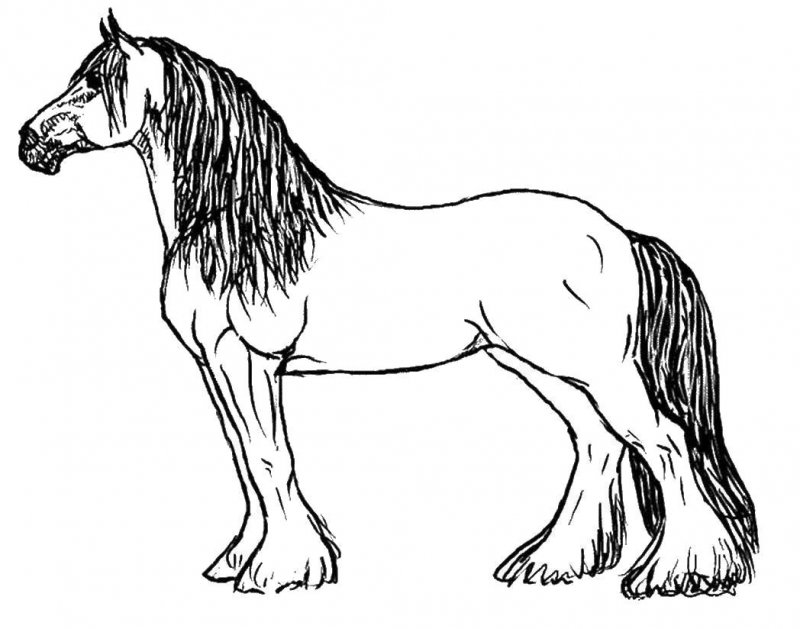 Cavallo · 25, disegno da colorare