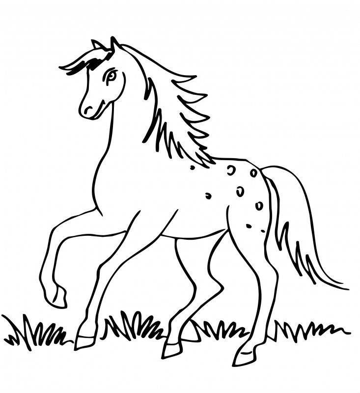 Cavallo · 23, disegno da colorare