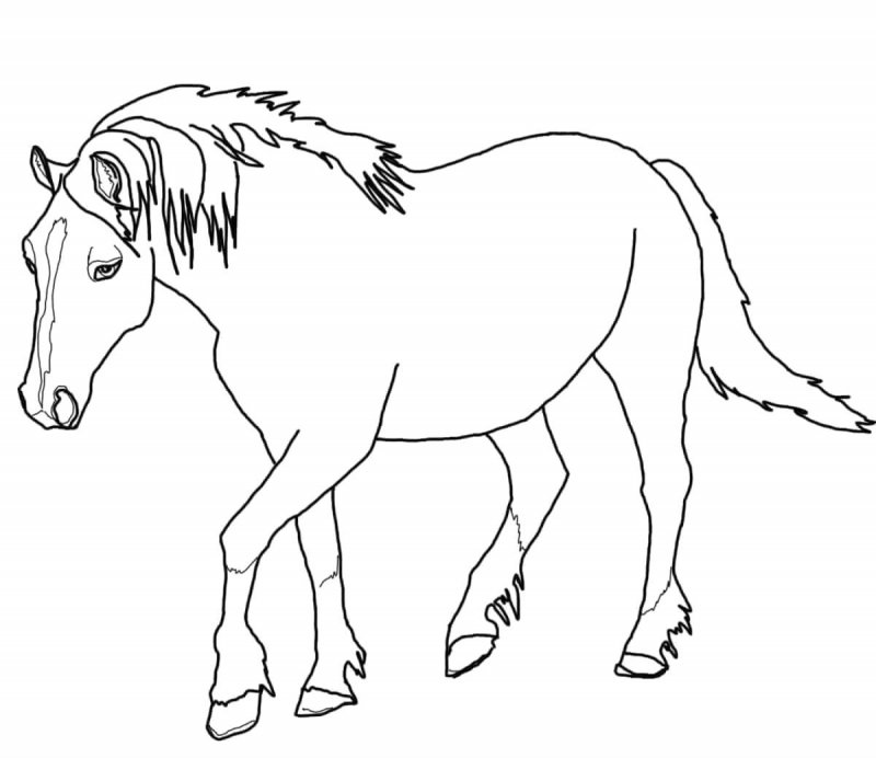 Cavallo · 20, disegno da colorare