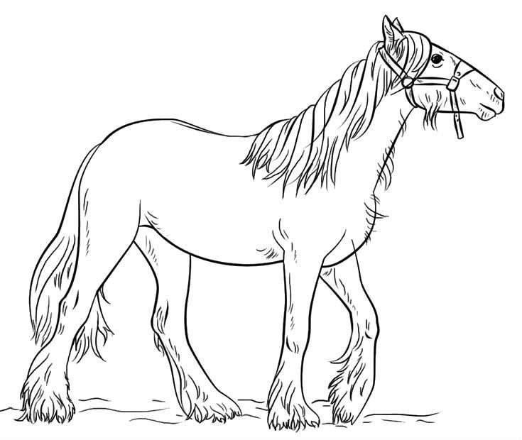 Cavallo · 19, disegno da colorare