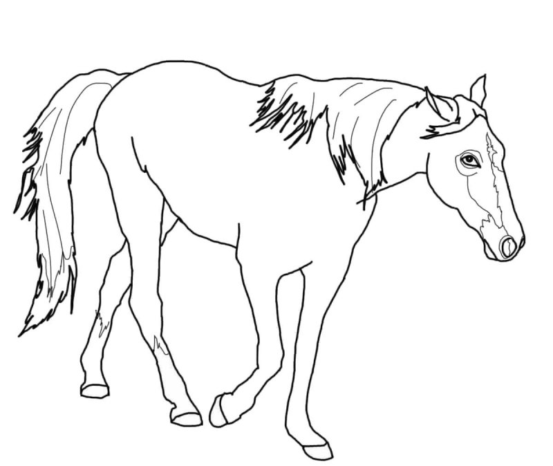 Cavallo · 17, disegno da colorare