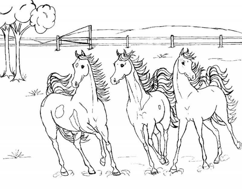 Cavallo · 14, disegno da colorare