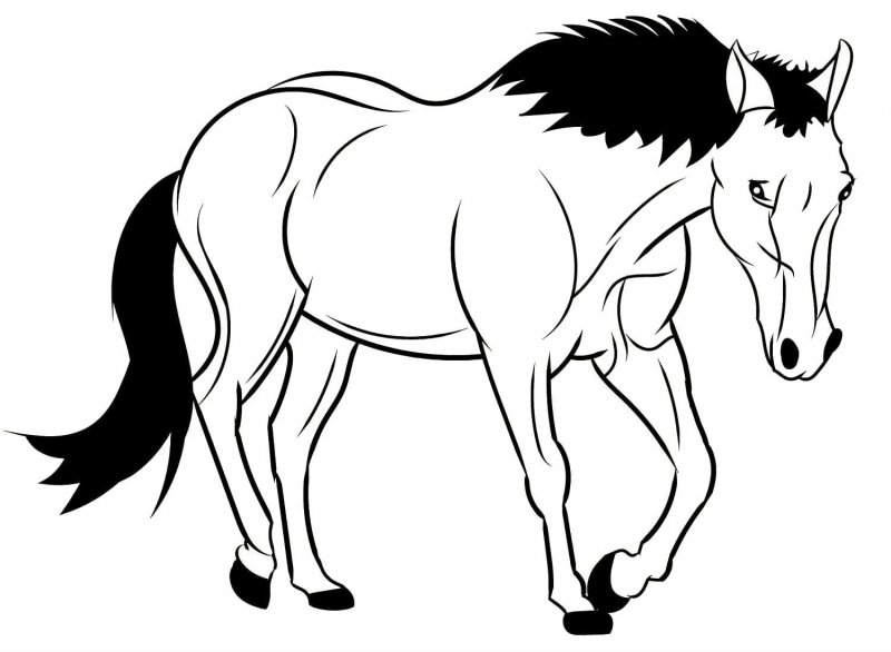 Cavallo · 13, disegno da colorare