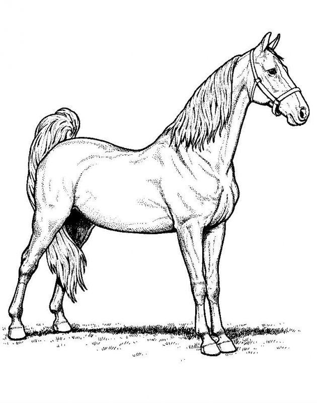Cavallo · 9, disegno da colorare
